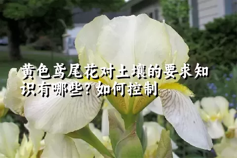 黄色鸢尾花对土壤的要求知识有哪些？如何控制