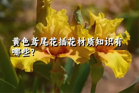 黄色鸢尾花插花材质知识有哪些？