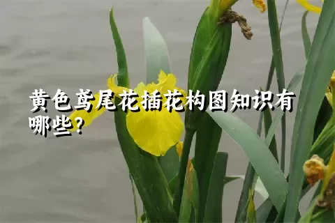 黄色鸢尾花插花构图知识有哪些？