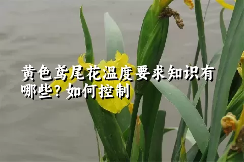 黄色鸢尾花温度要求知识有哪些？如何控制