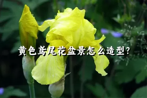 黄色鸢尾花盆景怎么造型？