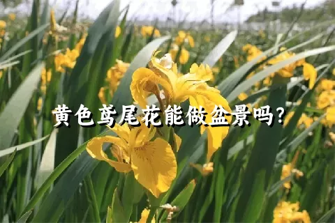 黄色鸢尾花能做盆景吗？