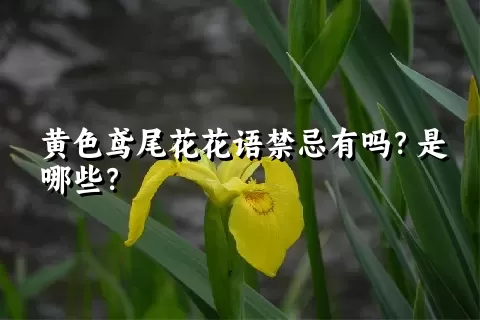 黄色鸢尾花花语禁忌有吗？是哪些？