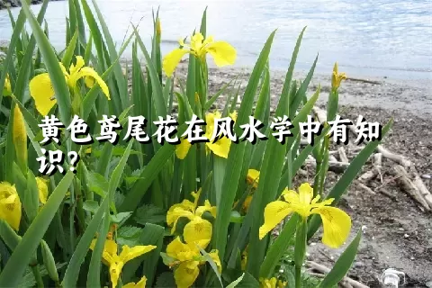 黄色鸢尾花在风水学中有知识？