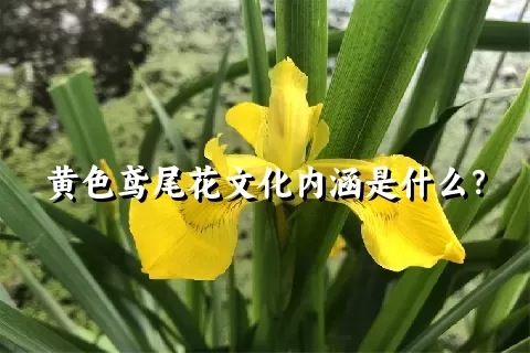 黄色鸢尾花文化内涵是什么？