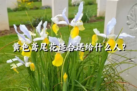 黄色鸢尾花适合送给什么人？