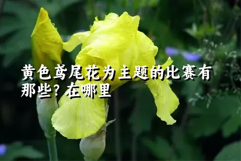 黄色鸢尾花为主题的比赛有那些？在哪里