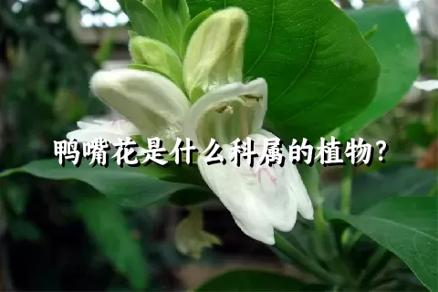 鸭嘴花是什么科属的植物？