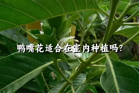 鸭嘴花适合在室内种植吗？