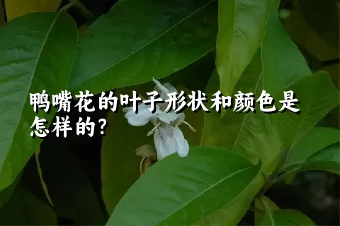 鸭嘴花的叶子形状和颜色是怎样的？