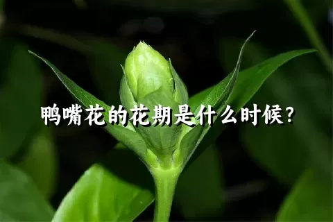 鸭嘴花的花期是什么时候？