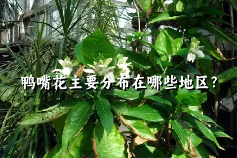 鸭嘴花主要分布在哪些地区？