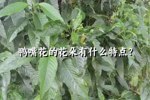 鸭嘴花的花朵有什么特点？