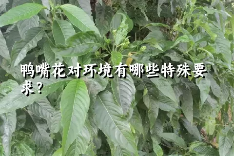 鸭嘴花对环境有哪些特殊要求？