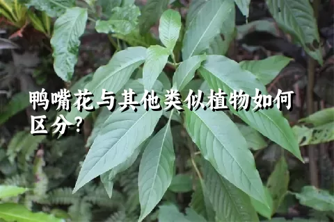 鸭嘴花与其他类似植物如何区分？