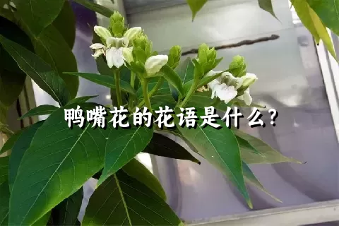 鸭嘴花的花语是什么？