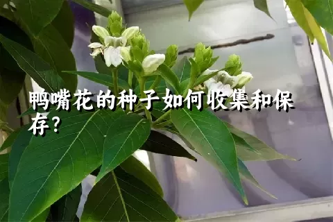 鸭嘴花的种子如何收集和保存？