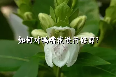 如何对鸭嘴花进行修剪？