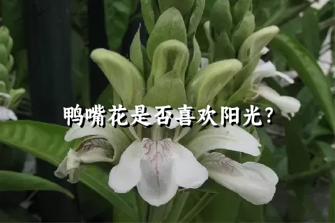 鸭嘴花是否喜欢阳光？