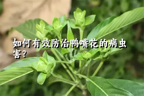 如何有效防治鸭嘴花的病虫害？