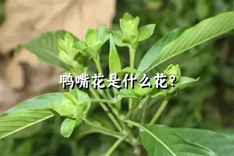 鸭嘴花是什么花？