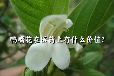 鸭嘴花在医药上有什么价值？