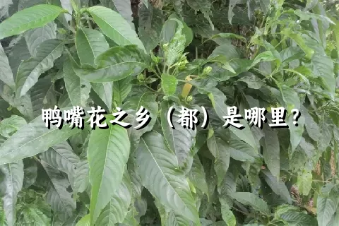 鸭嘴花之乡（都）是哪里？