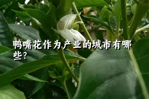 鸭嘴花作为产业的城市有哪些？