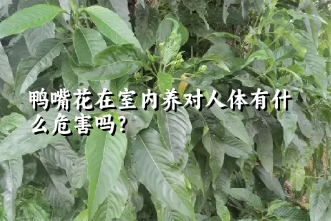 鸭嘴花在室内养对人体有什么危害吗？