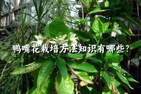 鸭嘴花栽培方法知识有哪些？