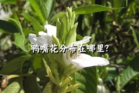 鸭嘴花分布在哪里?