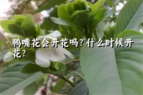 鸭嘴花会开花吗？什么时候开花？