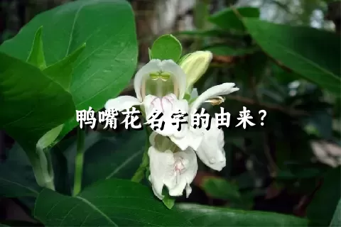 鸭嘴花名字的由来？