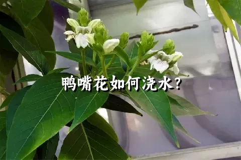 鸭嘴花如何浇水？