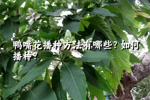 鸭嘴花播种方法有哪些？如何播种？