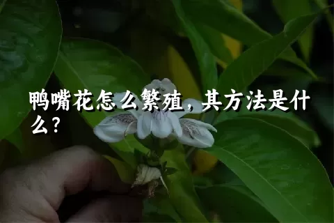 鸭嘴花怎么繁殖，其方法是什么？