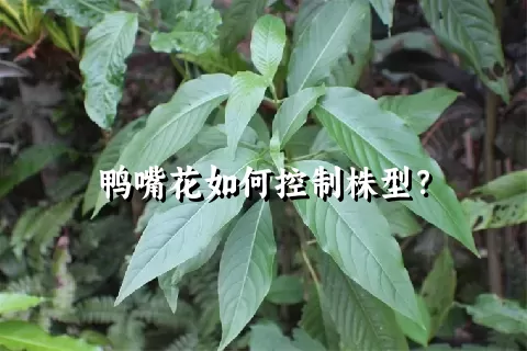 鸭嘴花如何控制株型？