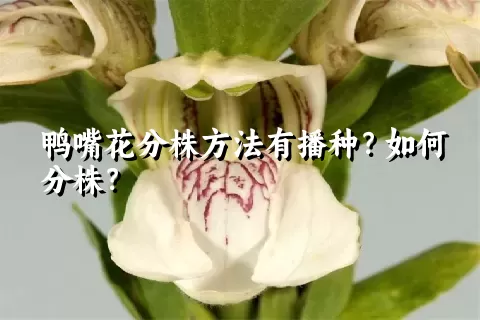 鸭嘴花分株方法有播种？如何分株？