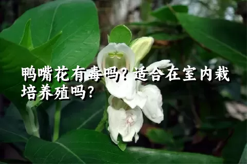 鸭嘴花有毒吗？适合在室内栽培养殖吗？