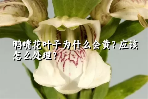 鸭嘴花叶子为什么会黄？应该怎么处理？