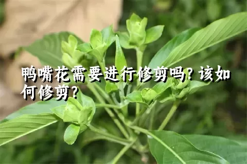 鸭嘴花需要进行修剪吗？该如何修剪？