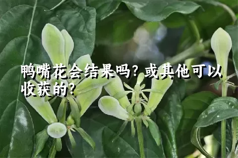 鸭嘴花会结果吗？或其他可以收获的？