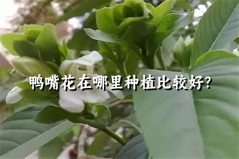 鸭嘴花在哪里种植比较好？