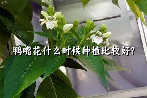 鸭嘴花什么时候种植比较好？