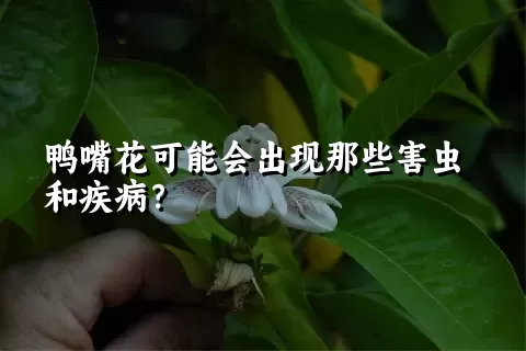 鸭嘴花可能会出现那些害虫和疾病？