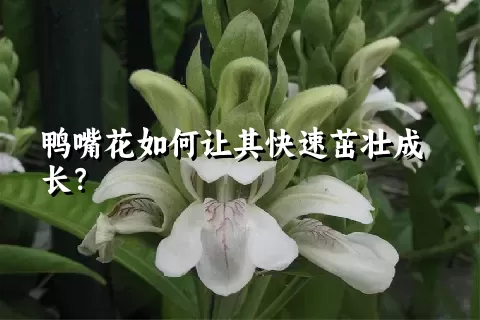 鸭嘴花如何让其快速茁壮成长？