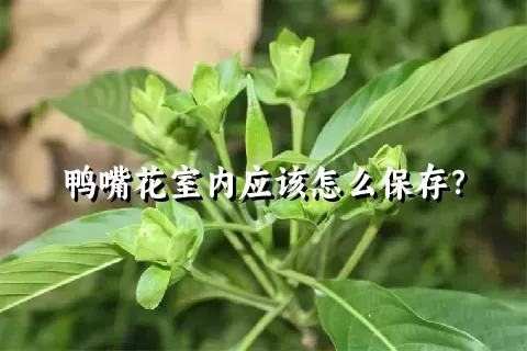 鸭嘴花室内应该怎么保存？