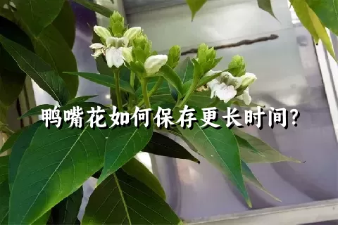 鸭嘴花如何保存更长时间？