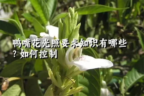 鸭嘴花光照要求知识有哪些？如何控制