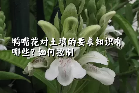 鸭嘴花对土壤的要求知识有哪些？如何控制